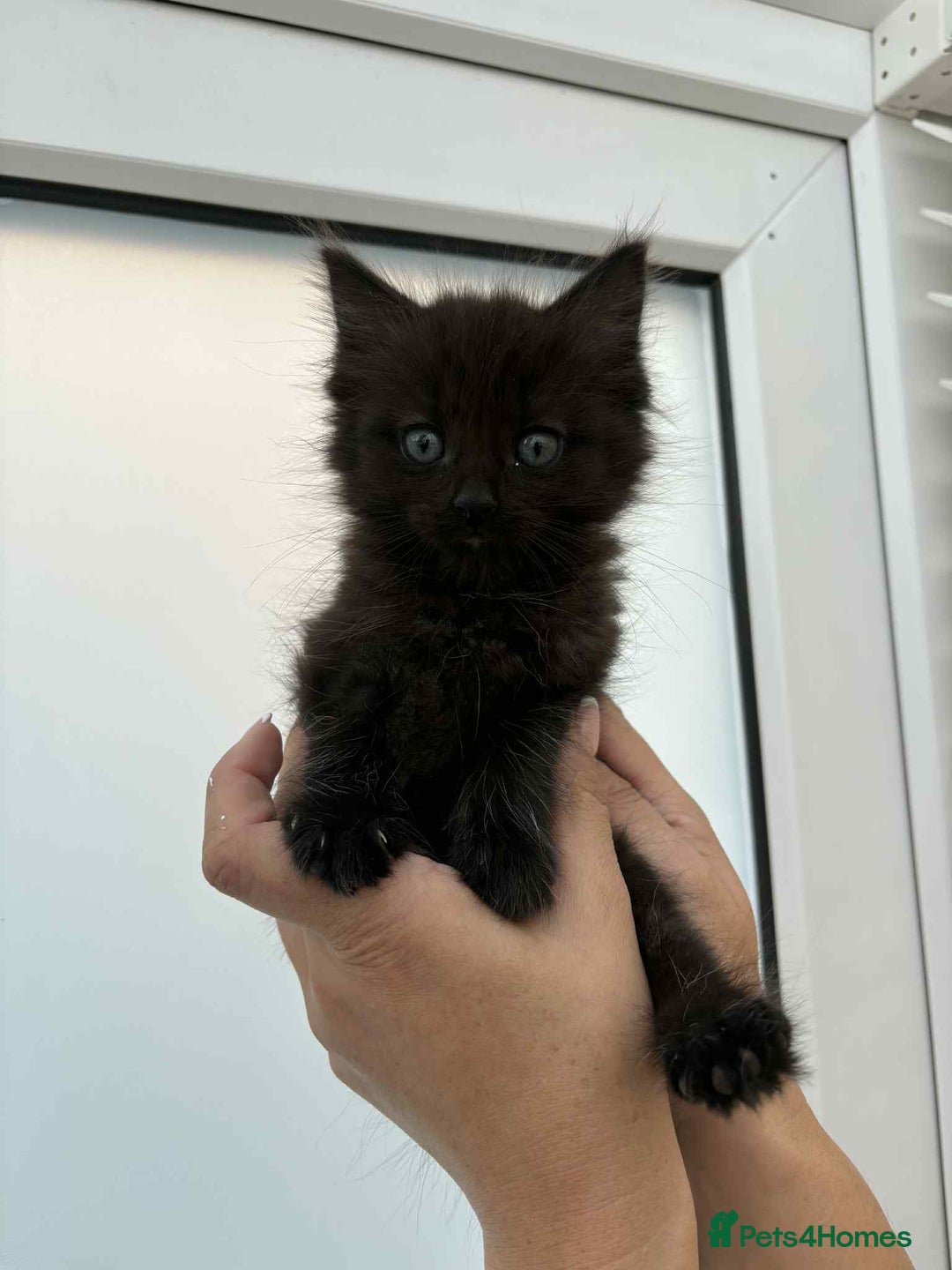 Mixed Breed cats for sale: Maine coon xxx - Image 20