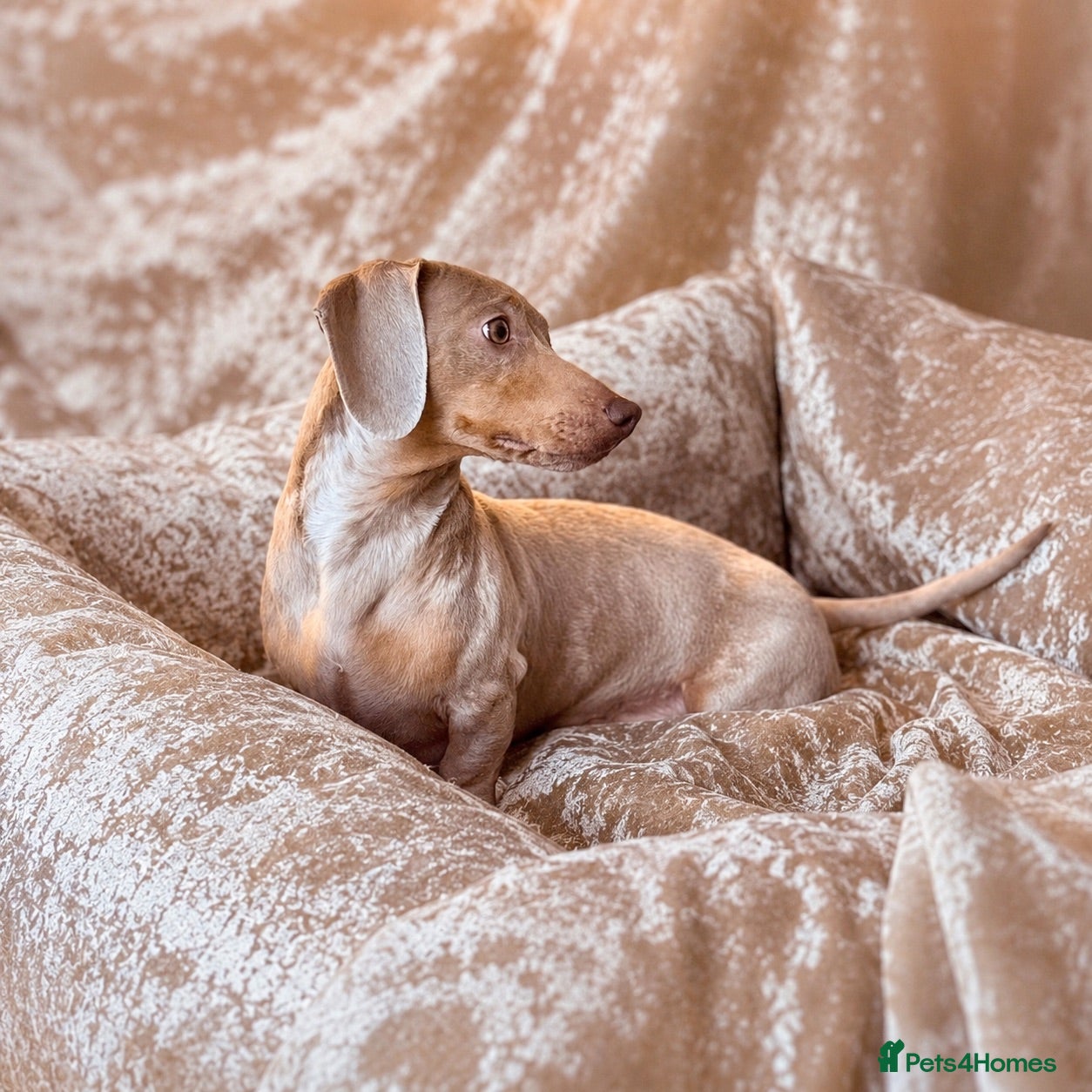 Miniature Dachshund dogs Isabella & Cream Dapple Miniature Dachshund Stud - Advert 20