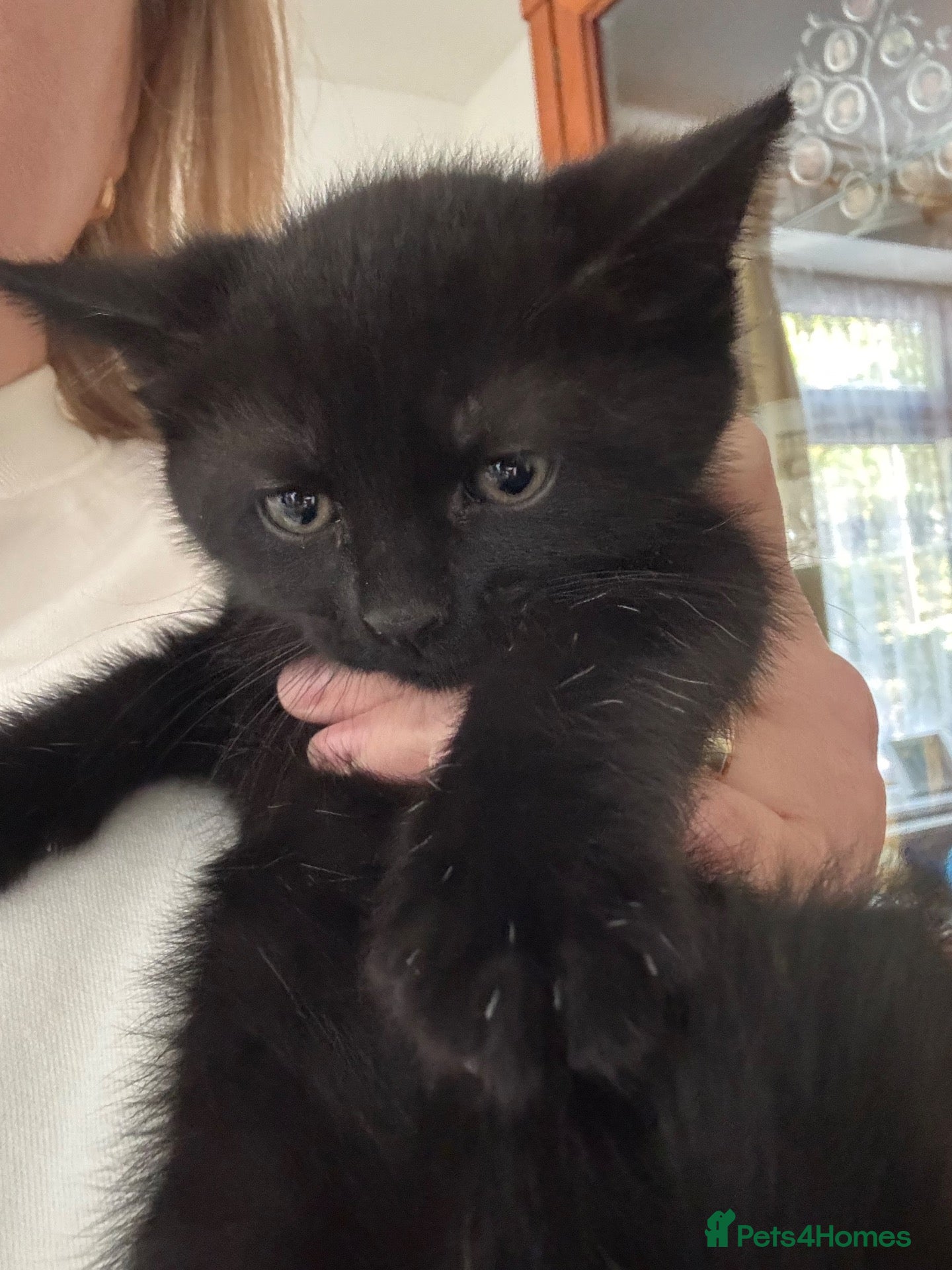 Mixed Breed cats British shorthair cross boy kitten  - Advert 15