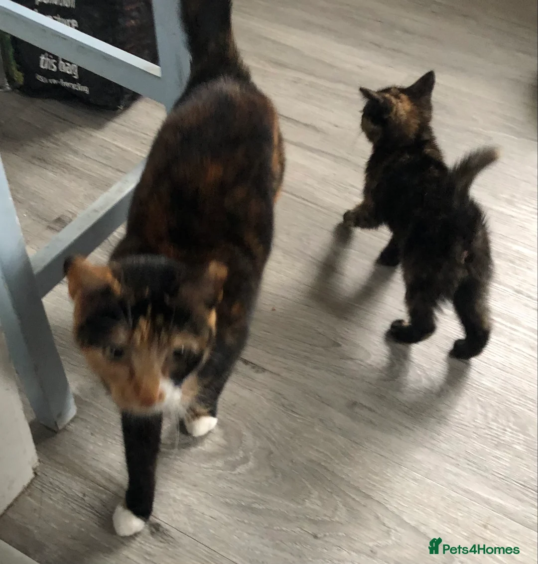 Mixed Breed cats for sale: 2 Female & 1 Male Kittens, Available Now - Advert 6