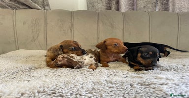 Miniature Dachshund dogs - Advert 2