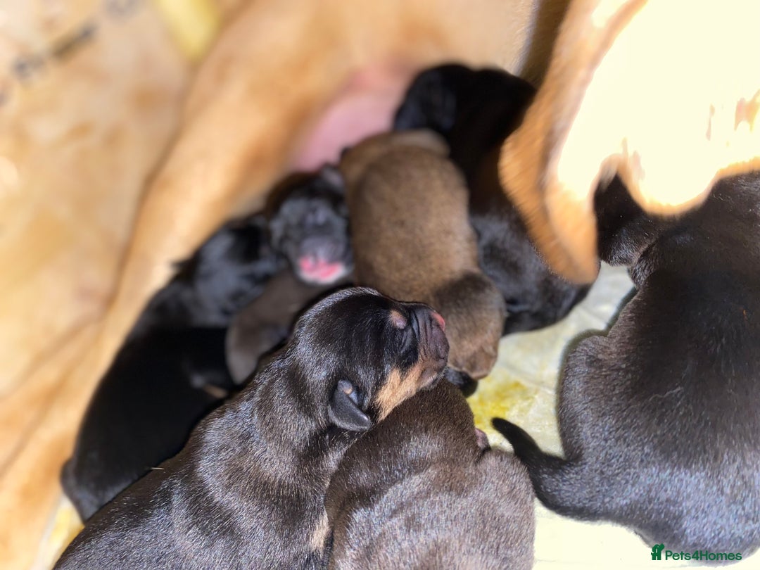 Mixed Breed dogs for sale: Lab cross puppies - Image 7