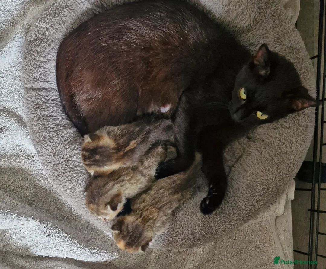 Mixed Breed cats for sale: 3 kittens - Advert 1