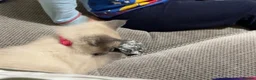 Ragamese cats for sale: 3/4 Ragdoll 1/4 Siamese female - Advert 7