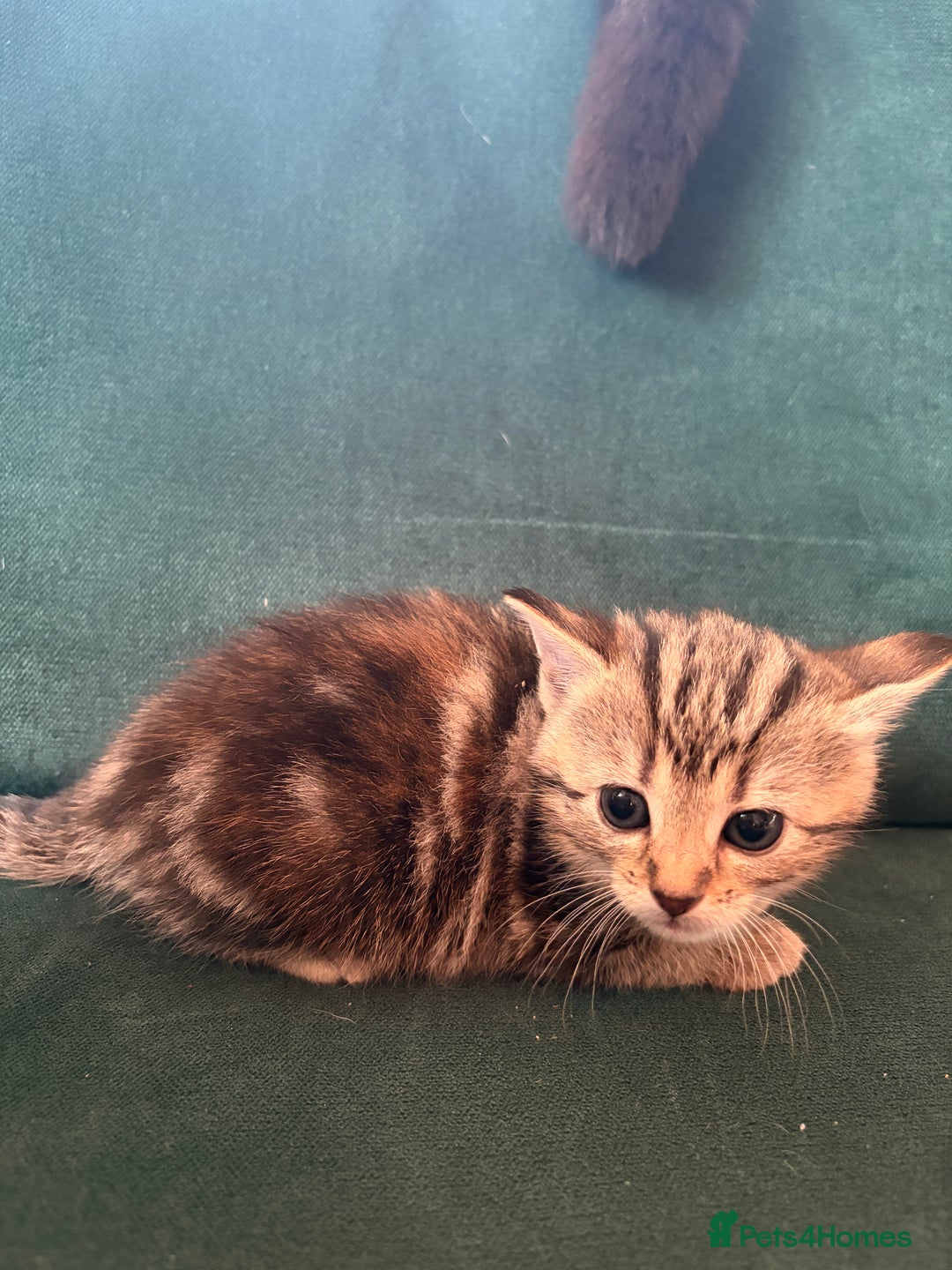 Domestic Shorthair cats for sale: Tabby Domestic Short Haired Kittens - Advert 4