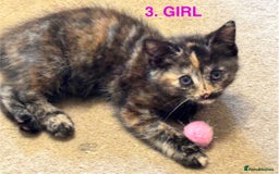 Mixed Breed cats for sale: Mixed breed kittens x 4 - Image 6