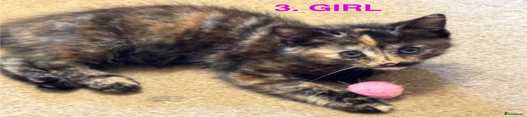 Mixed Breed Kitten 3
