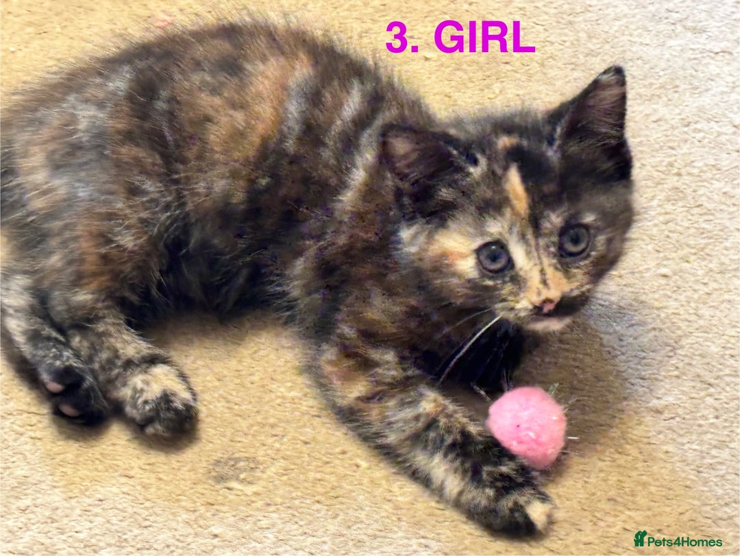 Mixed Breed cats for sale: Mixed breed kittens x 4 - Image 6