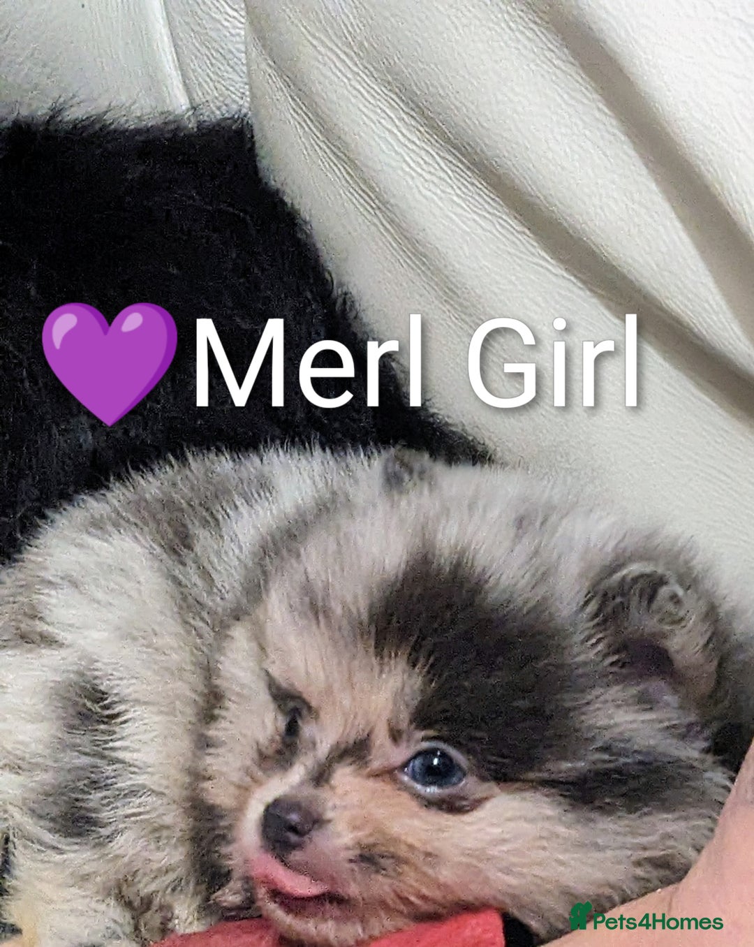 Pomeranian dogs for sale: Pomeranian Blue girl left!   - Advert 33