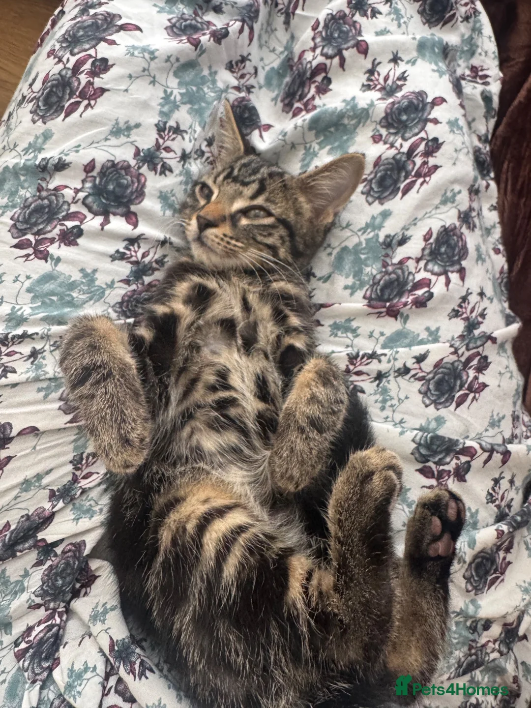 Mixed Breed cats for sale: Male kitten at 13 weeks now ready to leave in London - Advert 2