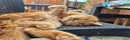 Exotic cats for sale: Exotic short hair  - Advert 7
