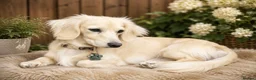 Miniature Dachshund dogs for stud: Cream stud long hair  - Advert 7