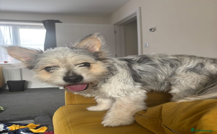 Mixed Breed dogs - Advert 13