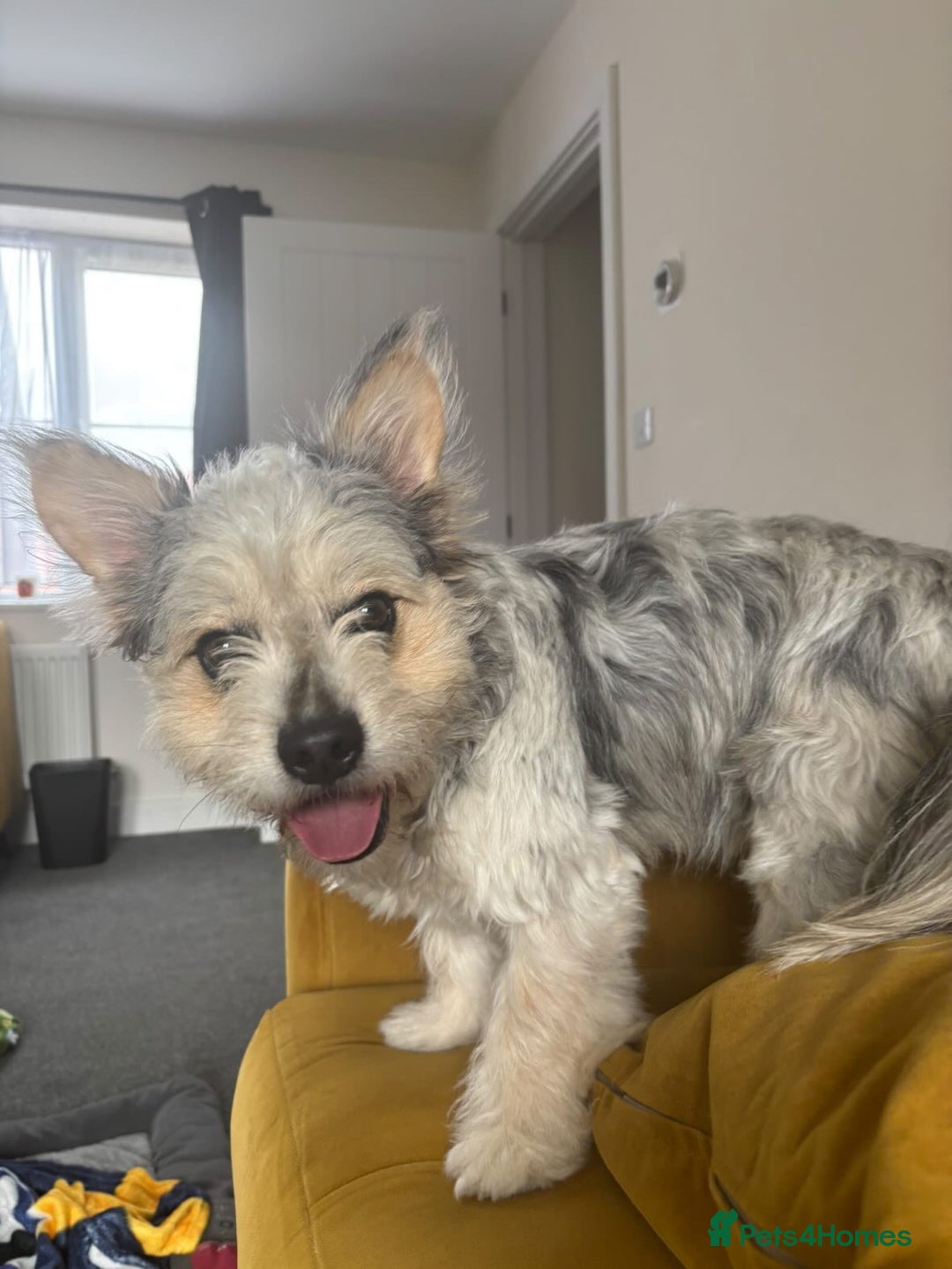 Mixed Breed dogs for sale: Froodle Boy  - Image 1