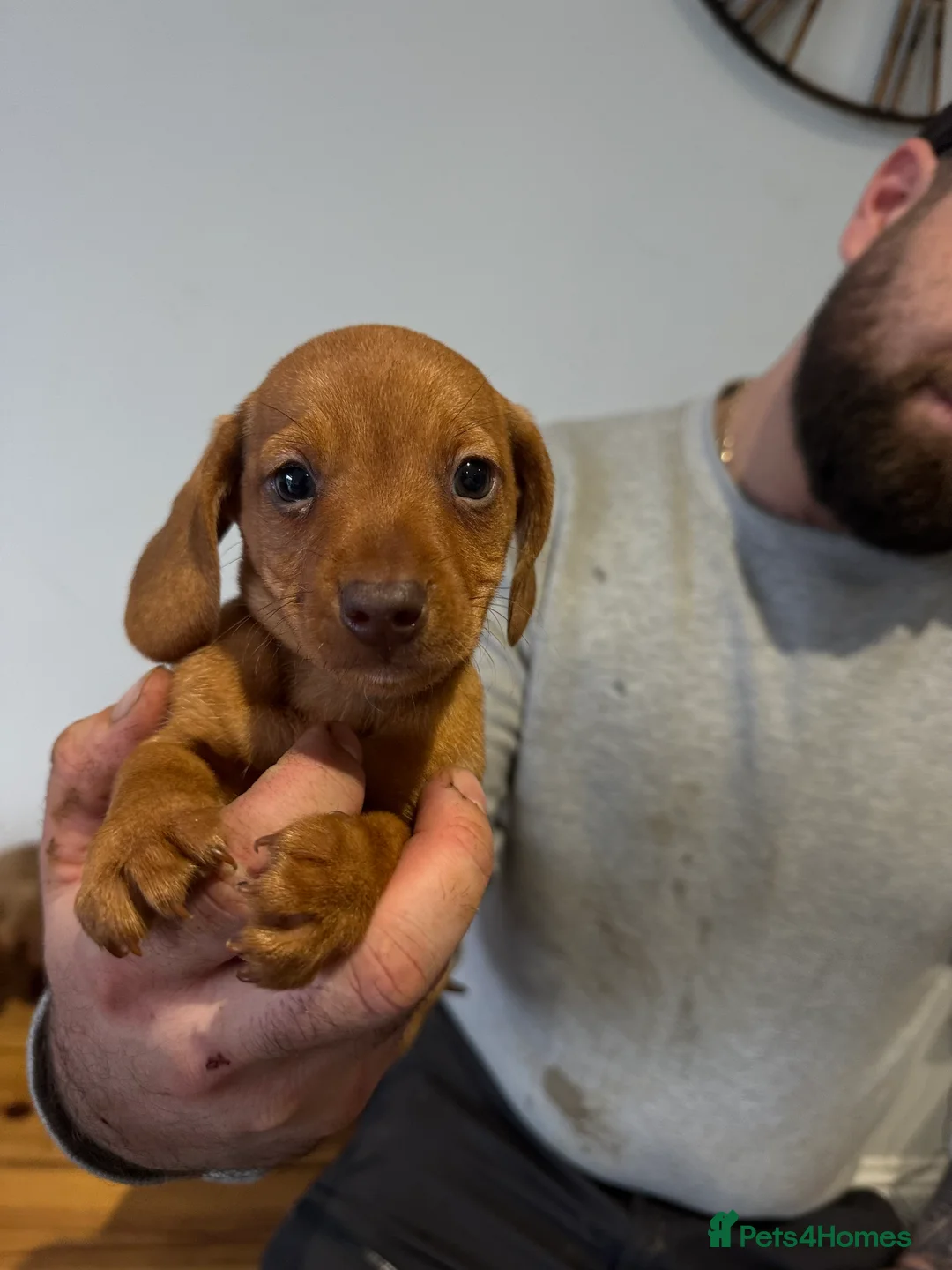 Miniature Dachshund dogs for sale: 4 gorgeous miniature dashaund puppies  - Advert 15