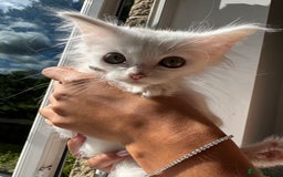 Maine Coon cats for sale: Ready Now! White Maine Coon x Ragdoll 🐱 - Image 6