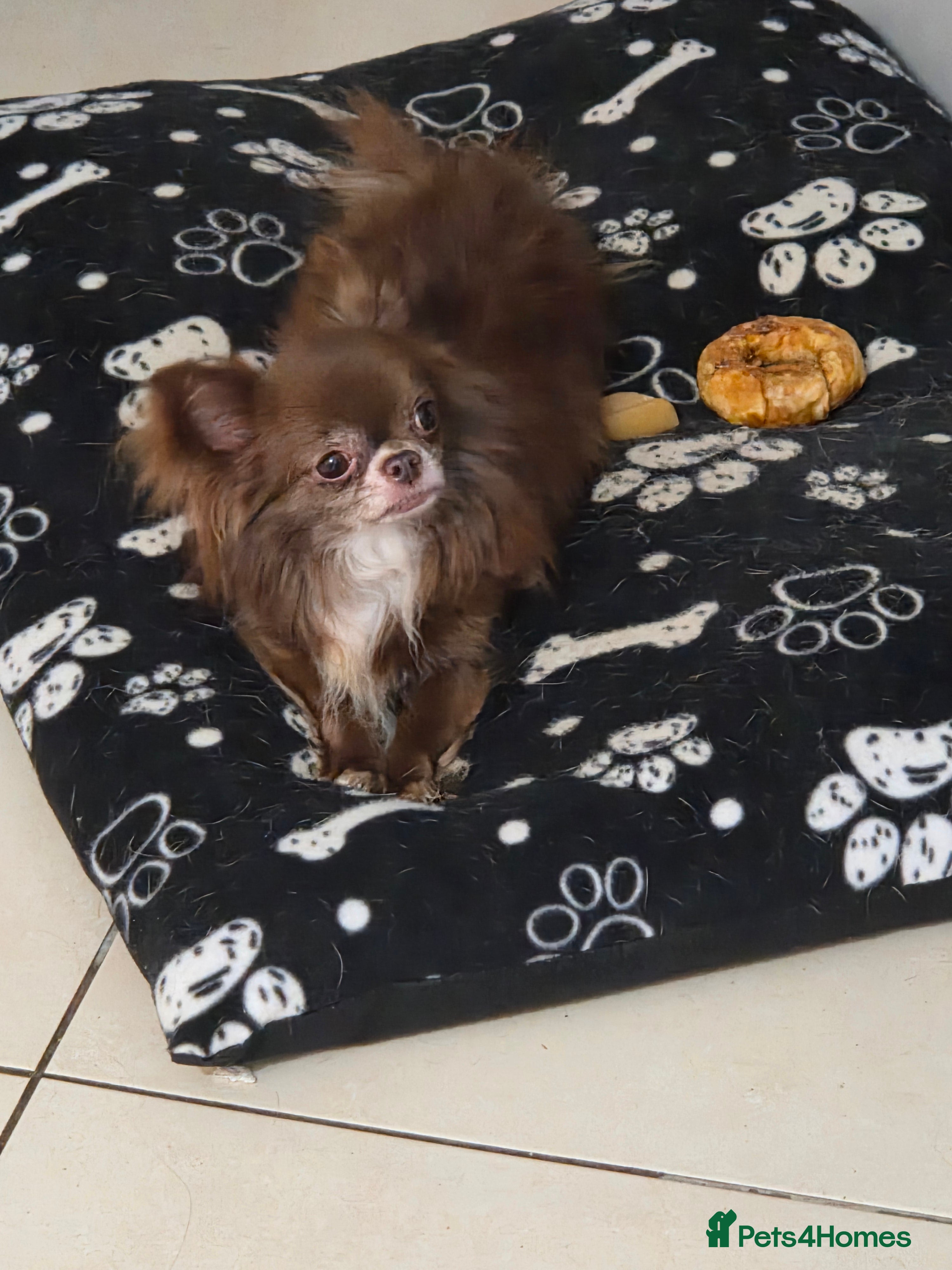 Chihuahua dogs Chihuahua for STUD - Advert 2