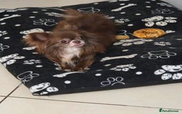 Chihuahua dogs for stud: Chihuahua for STUD - Image 1
