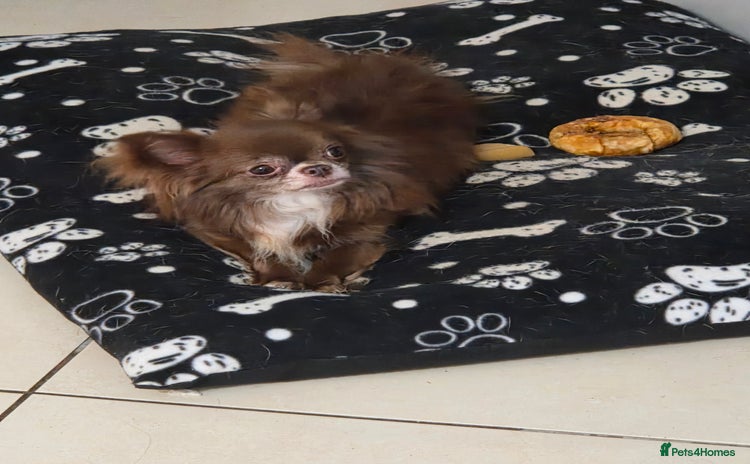 Chihuahua dogs - Advert 1