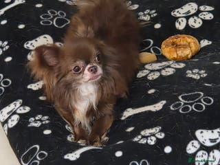 Chihuahua dogs Chihuahua for STUD - Advert 2