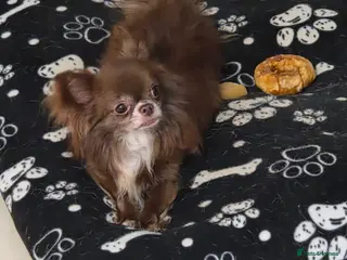 Chihuahua dogs Chihuahua for STUD - Advert 6