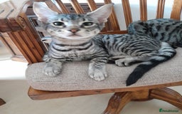 Savannah cats for sale: Full Pedigree TICA reg Savannah Girl Kitten - Image 17
