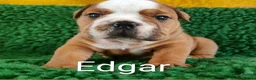 English Bulldog dogs for sale: KC Reg.English Bulldog puppies - Advert 8