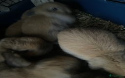 Mini Lop rabbits for sale: Pure bred minilop rabbits - Image 6