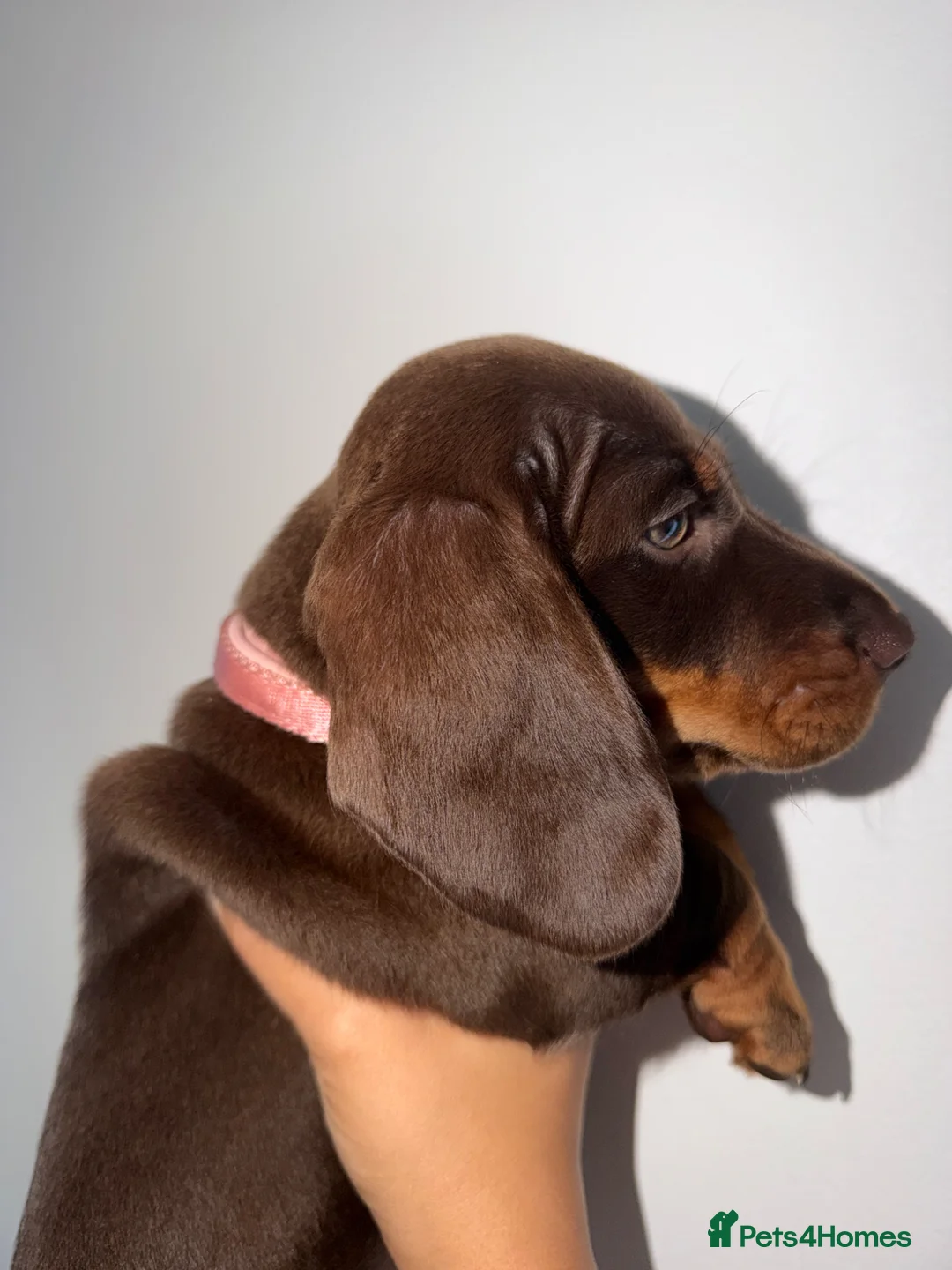 Miniature Dachshund dogs for sale: Female Chocolate and tan miniature dachshund  - Advert 4
