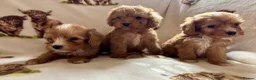 Cockapoo dogs for sale: F1 health clear cockapoo puppies  - Advert 35