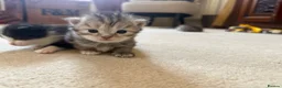 Mixed Breed cats for sale: Kittens for sale  - Advert 7