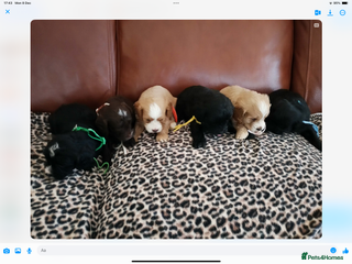 Mixed Breed dogs COCKALIERPOOS - Advert 6