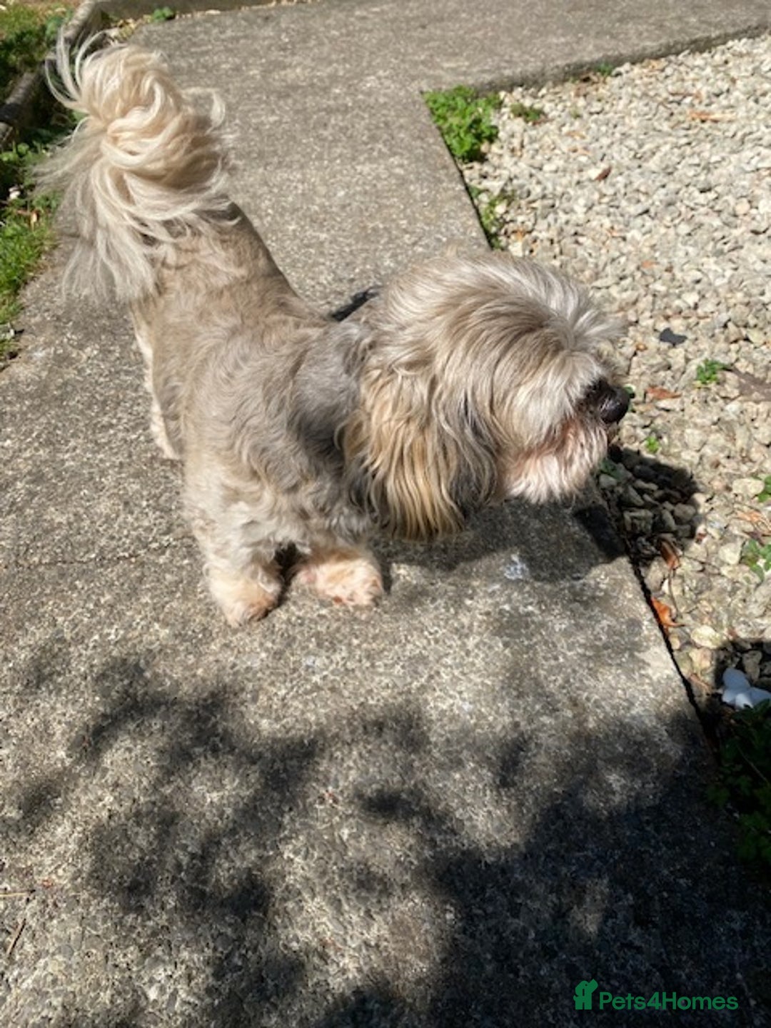 Bichon Frise dogs for sale: 💛Shih Tzu & Bichon Frise, 12 years old) 💛 - Image 3
