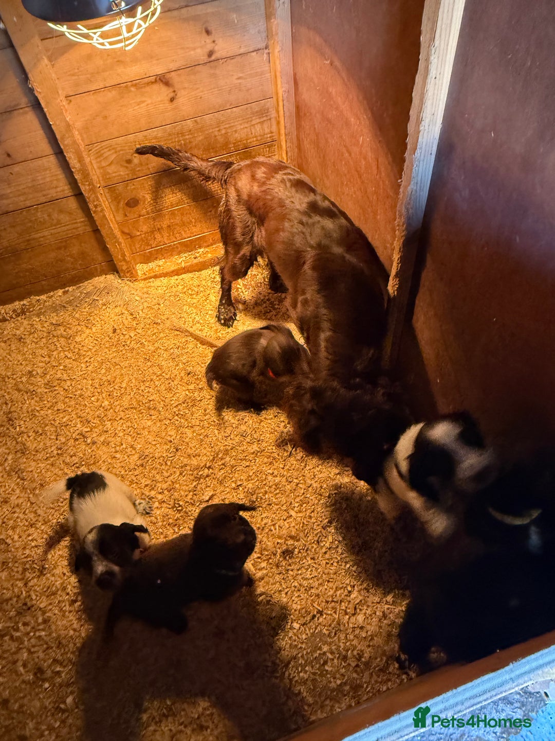 Sprocker dogs for sale: 6 Beautiful puppies  - Advert 6