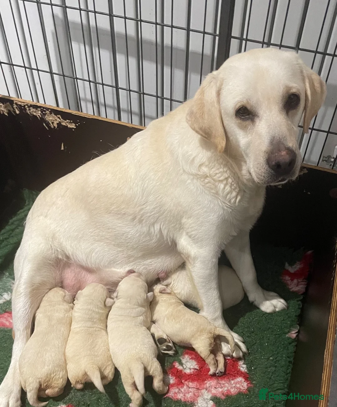 Labrador Retriever dogs for sale: Beautiful Show Type Yellow Labrador Puppies - Advert 5