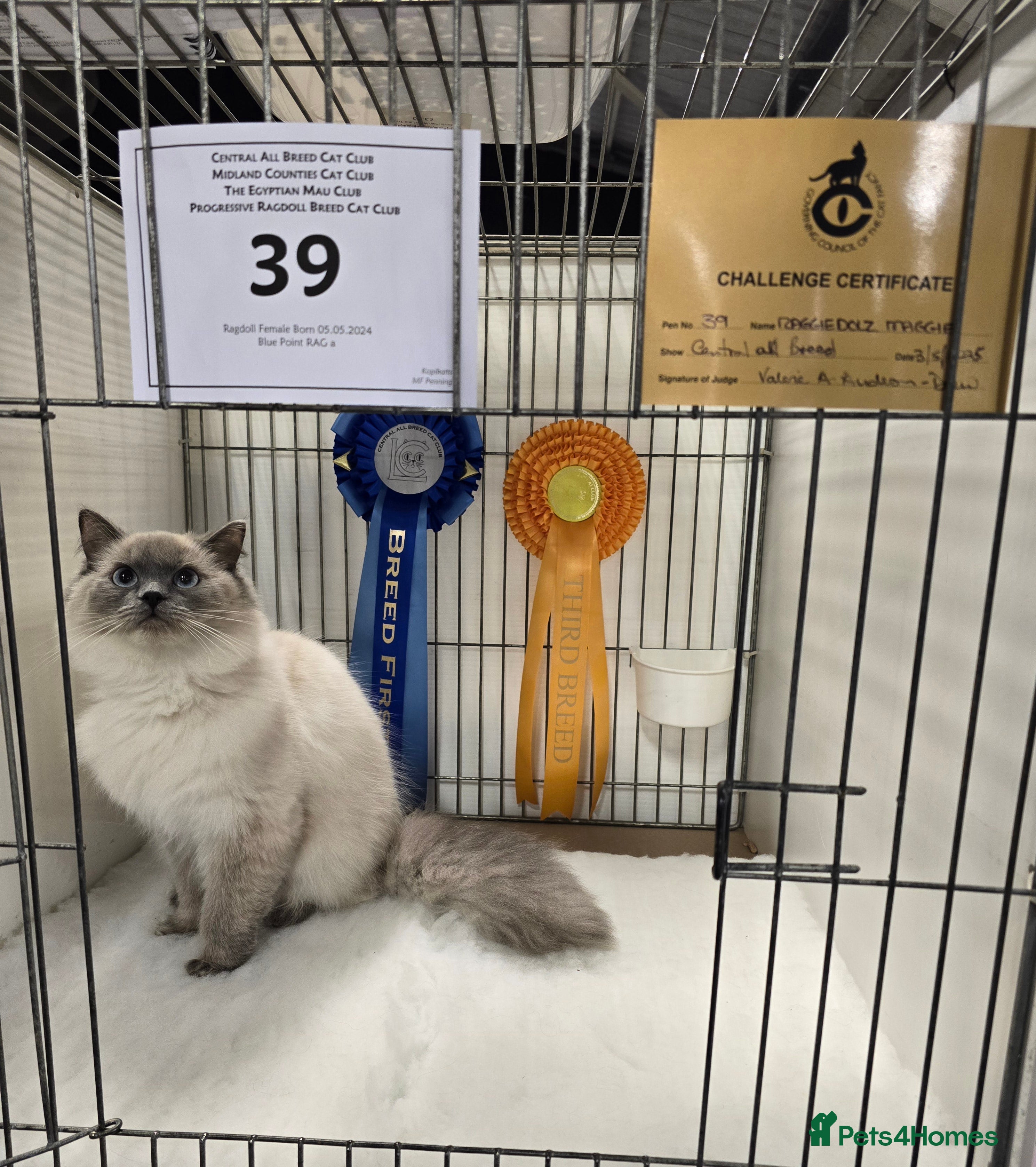 Ragdoll cats Gccf registered adult - Advert 6
