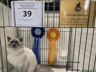 Ragdoll cats Gccf registered adult - Advert 5