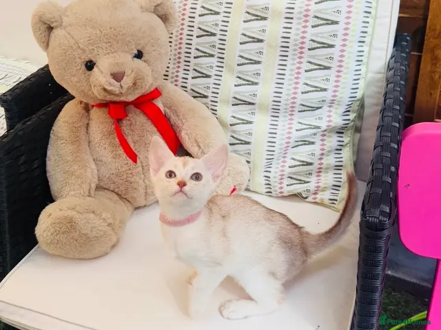 Abyssinian cats for sale: ✨ EXCEPTIONAL CHAMPION LINES – SILVER ABYSSINIAN ✨ - Advert 2