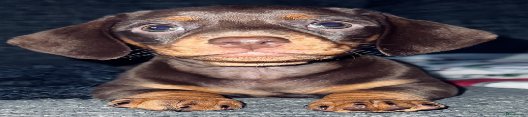 Miniature Dachshund Puppy 5