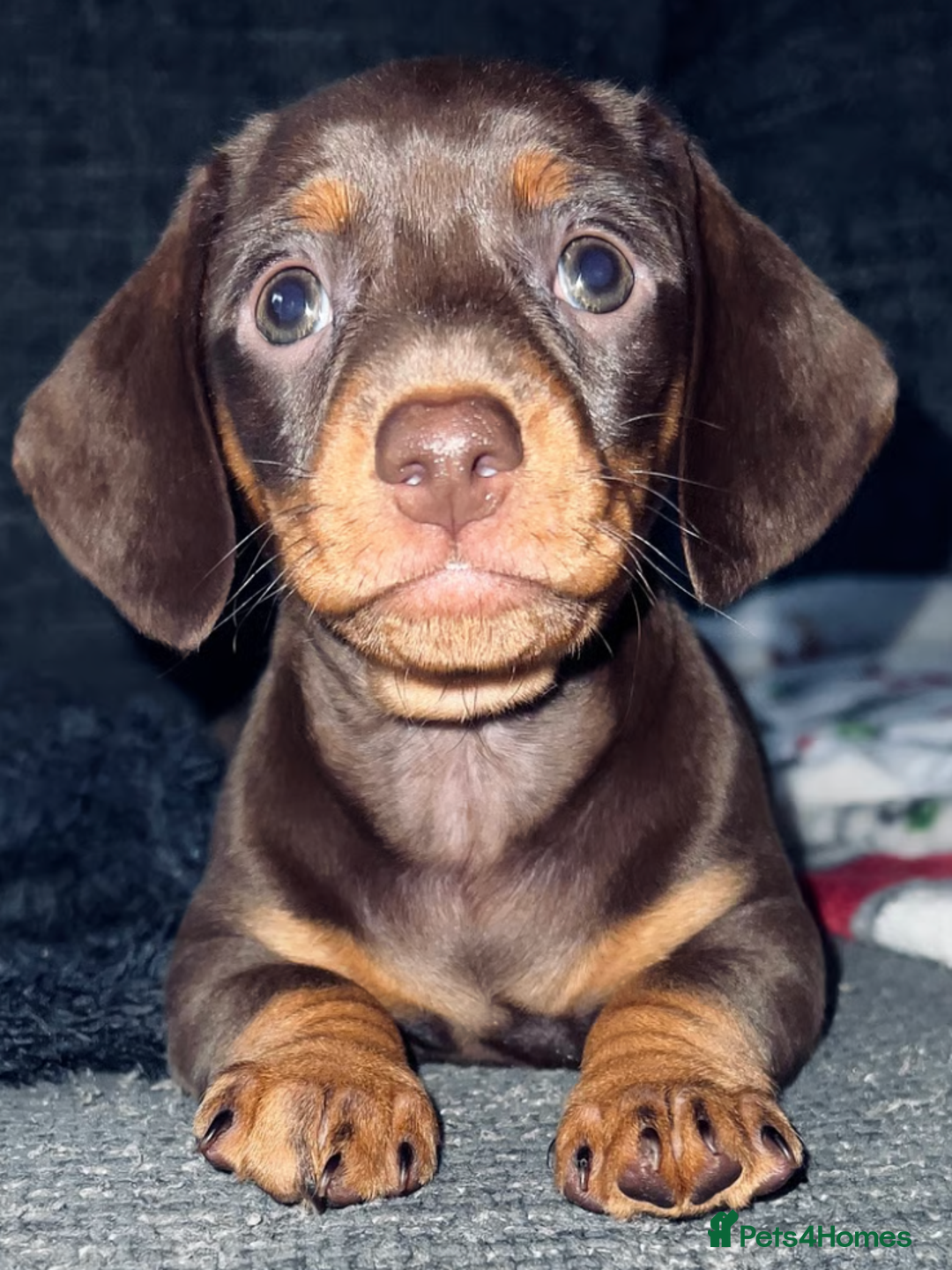 Miniature Dachshund dogs for sale: Adorable Miniature Dachshund Puppies for Sale - Image 6