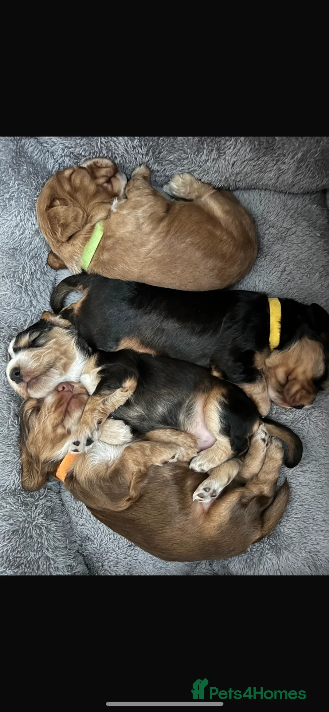 Cocker Spaniel dogs for stud: 2 PROVEN/HEALTH CLEAR KC Show Cocker Spaniels Stud in Shildon - Advert 20