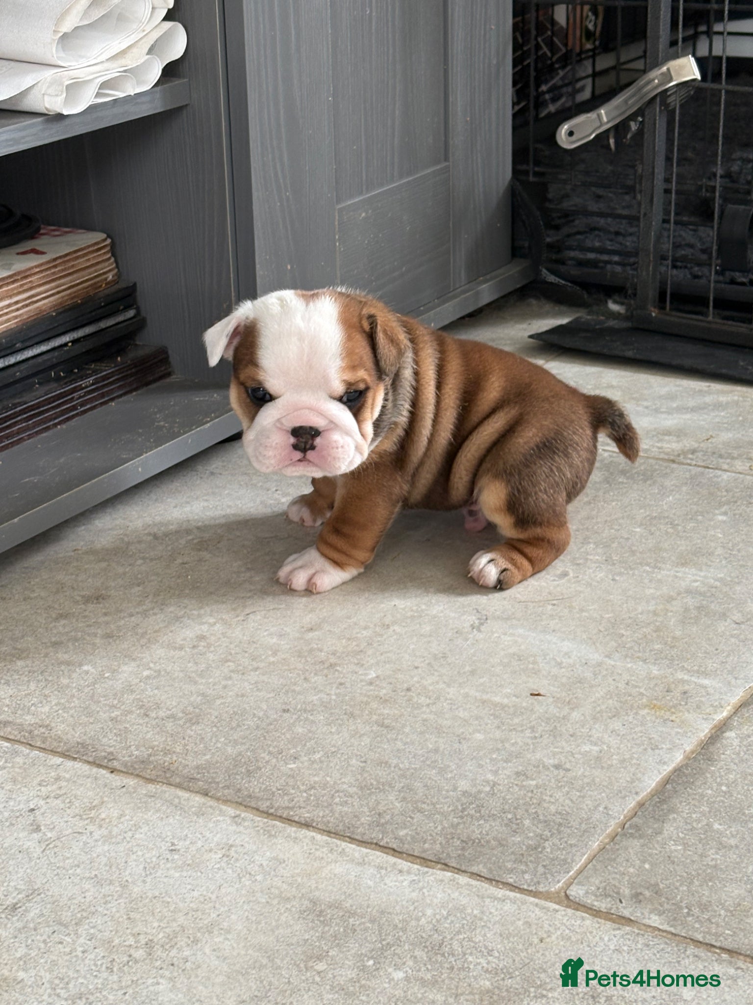English Bulldog Puppy 3