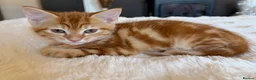 Mixed Breed cats for sale: 4 beautiful kittens  - Advert 3