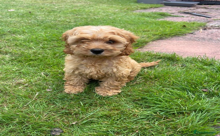 Cockapoo dogs - Advert 1