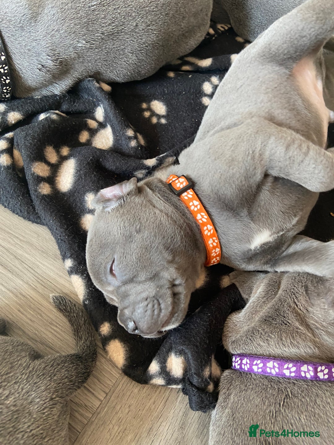 Staffordshire Bull Terrier dogs for sale: solid blues - Image 6