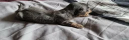Miniature Dachshund dogs for sale: Long Haired Miniature Dachshund Puppies in Stoke-on-Trent - Advert 13