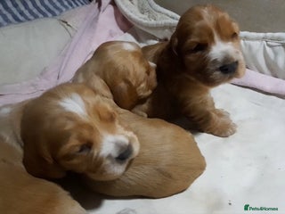 Sprocker dogs Sprocker x Cocker Puppies - Advert 2