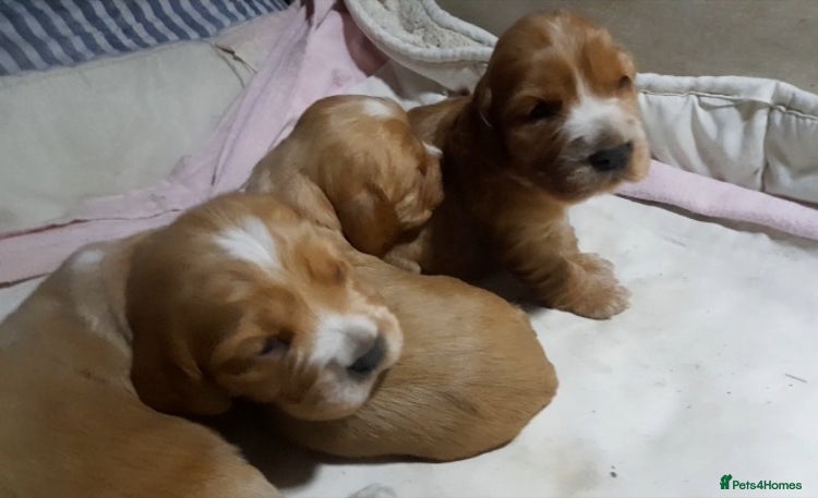 Sprocker dogs Sprocker x Cocker Puppies - Advert 3