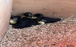 Ducks poultry for sale: Indian Runner Ducklings - Image 2