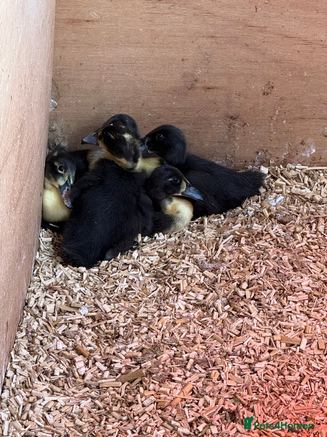 Ducks poultry for sale: Indian Runner Ducklings - Image 2